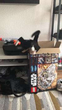 Un chat, une boîte