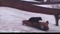 Chien fan de luge
