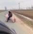 Ne jamais klaxonner quand il y a un cochon sur la route