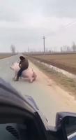 Ne jamais klaxonner quand il y a un cochon sur la route