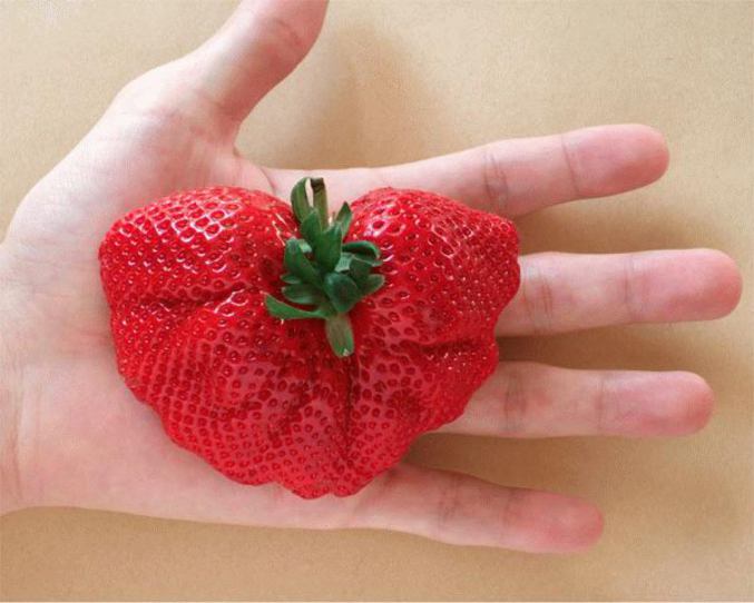 Une fraise grosse comme une main.