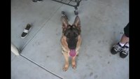 Un chien grandit