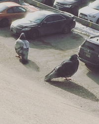 Pigeons géants