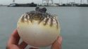 Un poisson gonflé à bloc