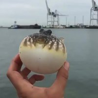 Un poisson gonflé à bloc