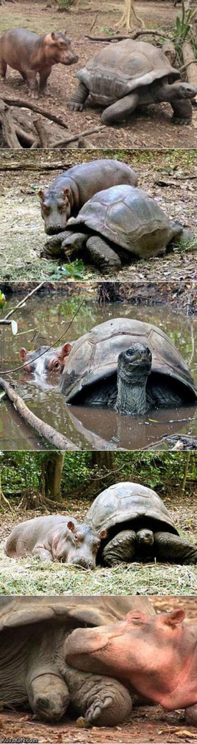 Le "petit" hippopotame de 300 kg, surnommé Owen par l'équipe du Lafarge Park, avait été emporté par la forte vague qui s'était engouffrée dans la rivière Sabaki, avant de refluer vers l'océan Indien. Il avait ensuite été sauvé par des gardes forestiers.

"C'est incroyable: le petit hippopotame, qui n'a pas un an, a été adopté par une tortue mâle, qui a 100 ans. Et la tortue semble très contente de jouer les mères, a raconté à l'AFP la responsable du parc, Paula Kahumbu.

"Après avoir perdu sa mère, l'hippopotame était traumatisé. Il a cherché une nouvelle mère. Heureusement, il a trouvé la tortue et s'est lié très fortement à elle: ils nagent, mangent et dorment ensemble", a ajouté cette protectrice de l'environnement.