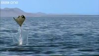 Pélicans et raies volantes