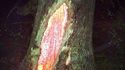 Un arbre frappé par la foudre