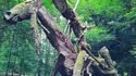 Sculpture dans les bois