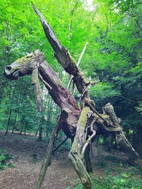 Sculpture dans les bois