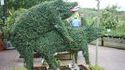 Buisson cochon