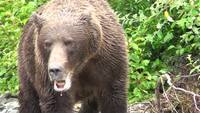 Charge de grizzly
