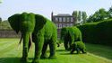 Buisson éléphant