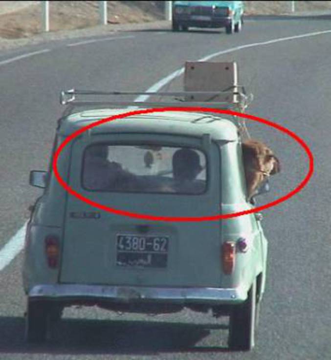 Ce chameau est bel et bien à bord de la voiture