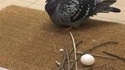L'oiseau le moins motivé du monde...