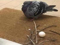 L'oiseau le moins motivé du monde...