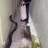 Cobra royal qui se fait entuber