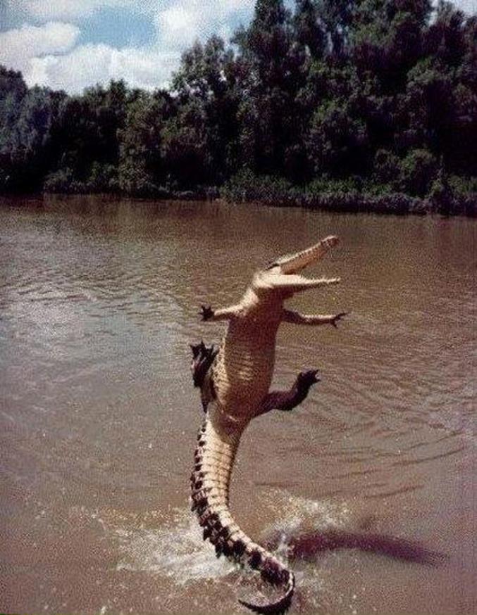 Un crocodile très content