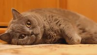 Les chats