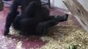 Au zoo 