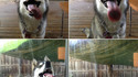Un Husky lave une vitre