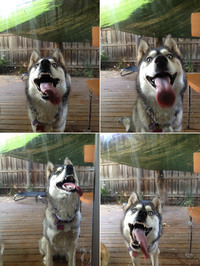 Un Husky lave une vitre
