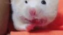 Pandiculation de hamster