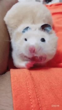 Pandiculation de hamster