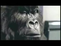 Gorille batteur