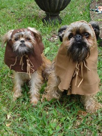 Cosplay d'Ewoks