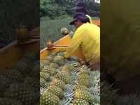 Passe l'ananas