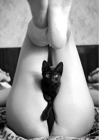 Chatte