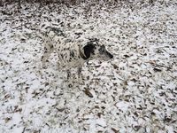 Leon, le chien