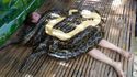 Moment intime avec des serpents