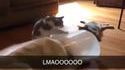 Le chat adore son nouveau jouet !