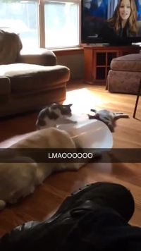Le chat adore son nouveau jouet !