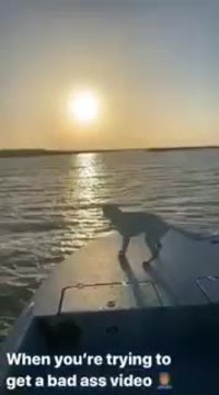 Faire une vidéo stylée avec son chien