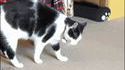 Chat roule