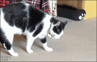 Chat roule