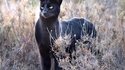 Serval noir