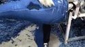 La dame qui fait les trous dans les jeans