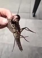 Je sais pas ce que c’est 