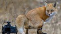 Renard chenapan!