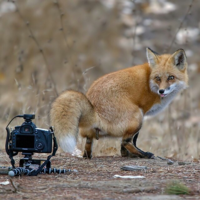 Renard chenapan!
