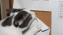 Le complot des chats : encore une preuve !