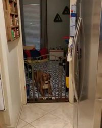 Un saut canin