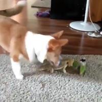 Ça peut jouer ensemble 