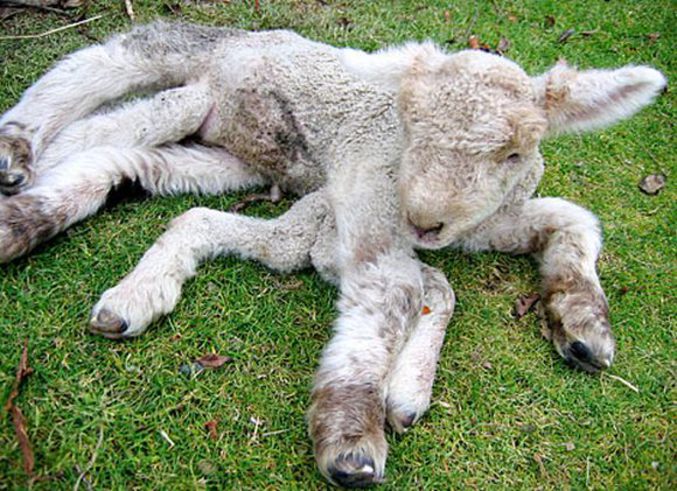 Un agneau qui a été victime d'un petit problème de naissance.