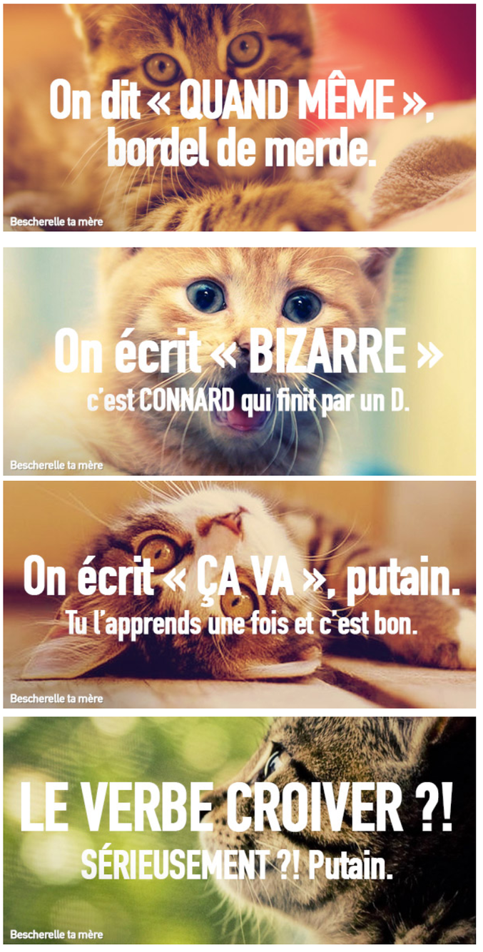 http://bescherelletamere.fr/des-chatons-pour-vos-amis/