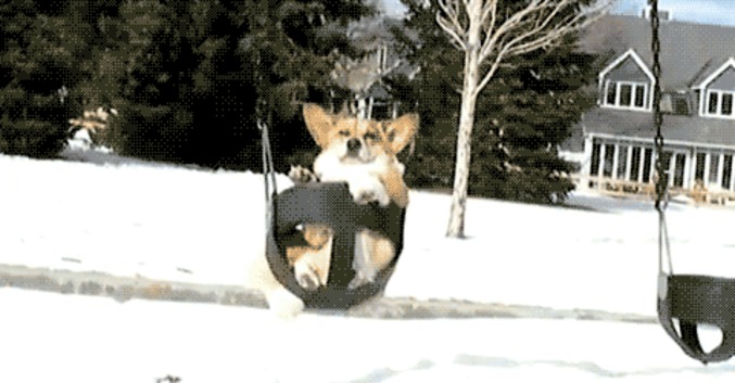 Le chien